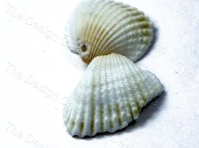Off White Flat Sea Shells