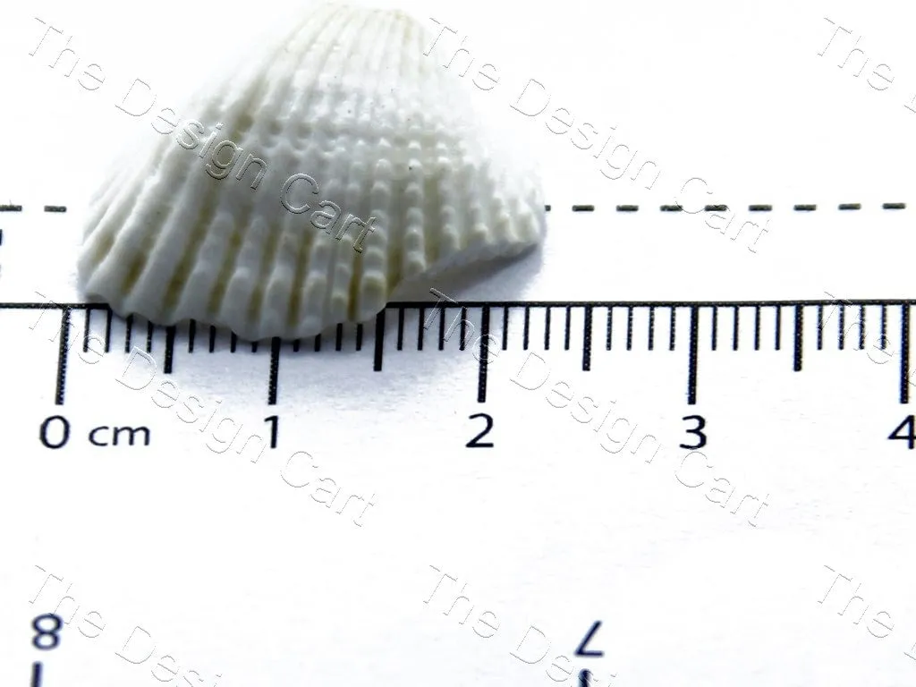 Off White Flat Sea Shells